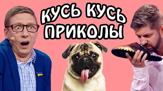 КУСЬ, КУСЬ приколы 2021🔥 Подборка смешных видео приколов про собак | ТОП приколы с животными 2021