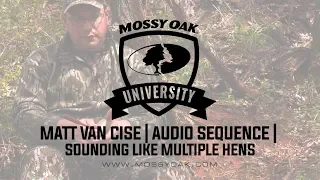 Matt Van Cise | Turkey Calling Audio Sequence | Multiple Hens