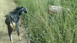 village goat meeting