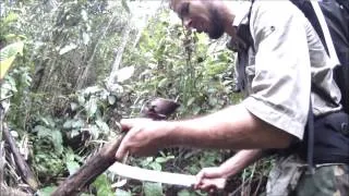 Промо ролик джунгли Борнео
