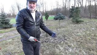 How to cut young, unbranched fruit trees?