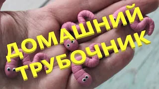 Трубочник Изя - уход за разогнанной культурой