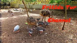 Birds.Chicks.Turkey, Ostrich and Guinea Fowl.Bird voices