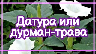 Датура или дурман-трава🌸