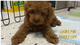 Watch teddy puppy grow l TOY POODLE