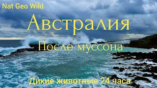 Nat Geo Wild. Австралия.После муссона. Дикие животные 24 часа. 7 серия.