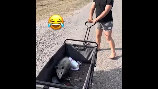 A Visit From an Opossum