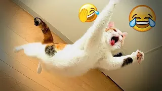 Funniest Animals 2023 😂 Best Cats and Dogs Videos 😹🐶 Part 87