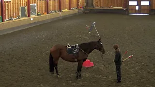 Step by step training a horse for mounted archery