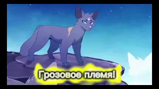 Коты-воители подборка видео с тик-тока 5#