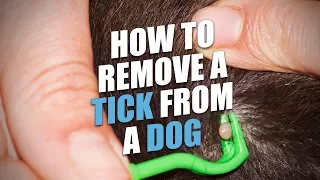 How to Remove a Tick From a Dog (Quick, Safe and Easy Way)