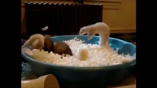 Ferrets in a Foam Peanut Pool Party