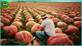 The Most Modern Agriculture Machines That Are At Another Level,How To Harvest Watermelons In Farm▶12