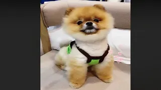 Tik Tok Chó Phốc Sóc Mini 😍 Cute Pomeranian Videos (P36)