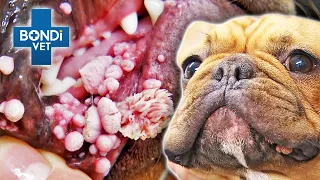 Extreme Warts Overtake Bulldog's Mouth like Barnacles 🤢🤮 | Vet on the Hill Clips | Bondi Vet