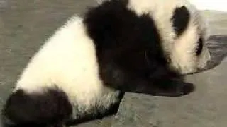 The Most Pathetic Baby Panda Ever