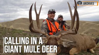 Calling in a Giant Mule Deer