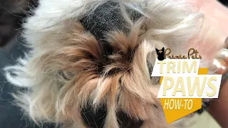 Hairy Dog Paw Pads - How to Trim Hair Between Toes