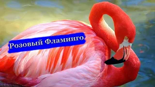 Розовый  "Фламинго"  Живой мир (Мир Природы) / The Natural World /