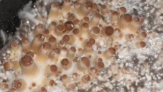 Growing Mushrooms at home 🍄 golden teacher. mushroom growing. mushies