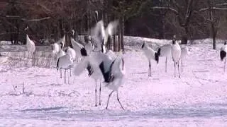 The Coolest Stuff On The Planet: The Dancing Cranes of Hokkaido