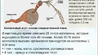 Коллаген - белок молодости, красоты и здоровья. Вебинар Ольги Страшко 15.11.18