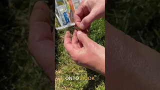 How to Bait a Hook with a Live Worm