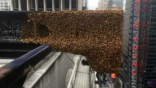 New York: Honigbienen kapern Hochhaus am Times Square