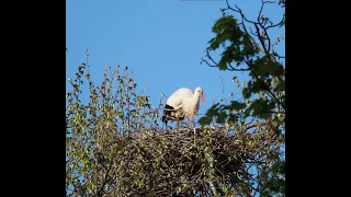 Storchennest Storch in Konstanz stork nest 2023