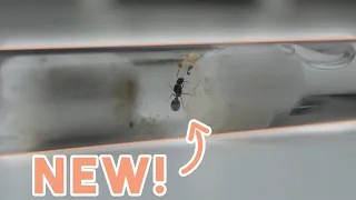 My Self Caught Tetramorium Caespitum Queen | Tetramorium Caespitum Colony Update #1