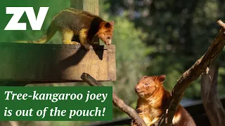 Tree-kangaroo Joey is out of the pouch!