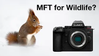 So many surprises - Panasonic G9 II Review (wildlife photography)