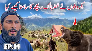 😨 Crossing Dangerous Bear Jungle | Travelling with Bakarwal Nomads in Kashmir Episode 14