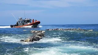 300 sea turtles killed by fishing net in Mexico