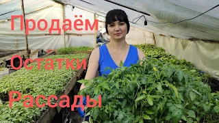 Рынок что мы продаём.Конец рассадного сезона. Собрал  систему для подкормки растений своими руками.