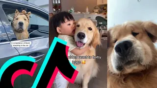 The Most Goofiest Golden Retriever TikTok Compilation | Dogs Of TikTok