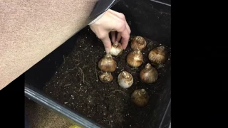 Planting Spring Bulbs in Pots Experiment