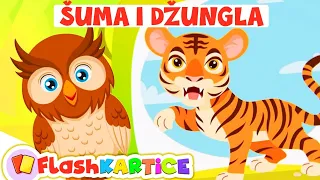 Životinje iz šume i džungle 🎴 FLASH-KARTICE ZA UČENJE | Edukativni video za bebe | Moje prve riječi