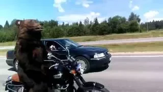 Это Россия! Медведь на мотоцикле