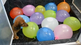 Sausage dog puppy vs. water balloons