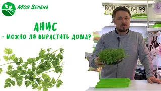 Анис - пряная зелень у вас дома! Микрозелень.