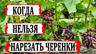 🍇 Из-за ЭТОГО НЕ укореняются ЧЕРЕНКИ ВИНОГРАДА! Вот КОГДА наступает ЛУЧШЕЕ ВРЕМЯ для ЗАГОТОВКИ.