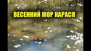 КАРАСЬ ВЕСНОЙ, ВЕСЕННИЙ ЖОР! БЕШЕНЫЙ КЛЕВ РЫБЫ КОГДА ОНА НАЧИНАЕТСЯ!? ГДЕ ИСКАТЬ КАРАСЯ ВЕСНОЙ!?