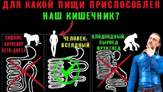 Для какой пищи приспособлен кишечник человека