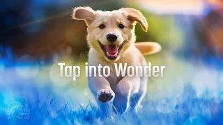 Reset with Adorable Animals | Tap into Wonder, Joy, and Curiosity