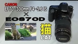 望遠レンズで撮影される猫 【EF70-300mm F4-5.6 IS USM　Cat Movie】 Cat Be Taken With A Telephoto Lens