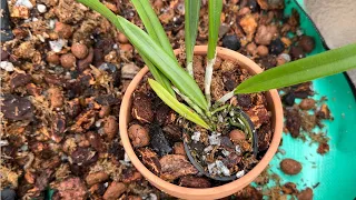 Trasplante de Orquídeas jovenes - Técnica correcta para que salga bien