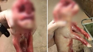 Mutant piglet born with 'human face' and 'penis' on its forehead in Scotland