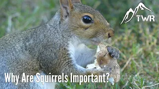 Squirrels Are WAY Cooler Than You Might Think (Here's Why!)