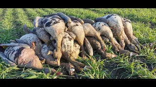 A successful Geese Hunt in Romania 🇷🇴🇷🇴🇷🇴🇷🇴🇷🇴 by www.WildHuntinginRomania.com